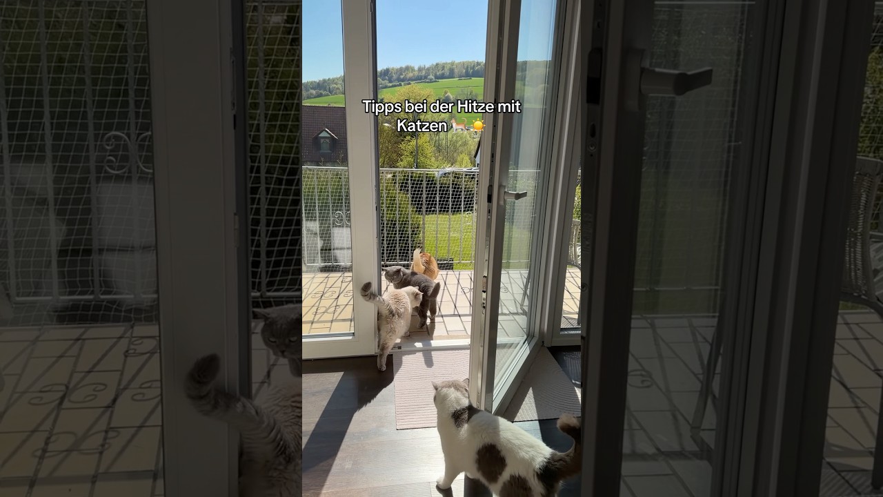 Was macht ihr bei der Hitze? #katzenvideos #katze