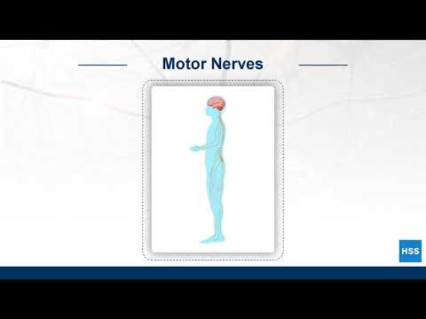 The Human Body: Nerves - YouTube