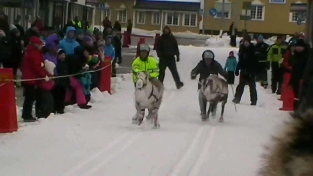 Bild från Renrace i Kalix 2013