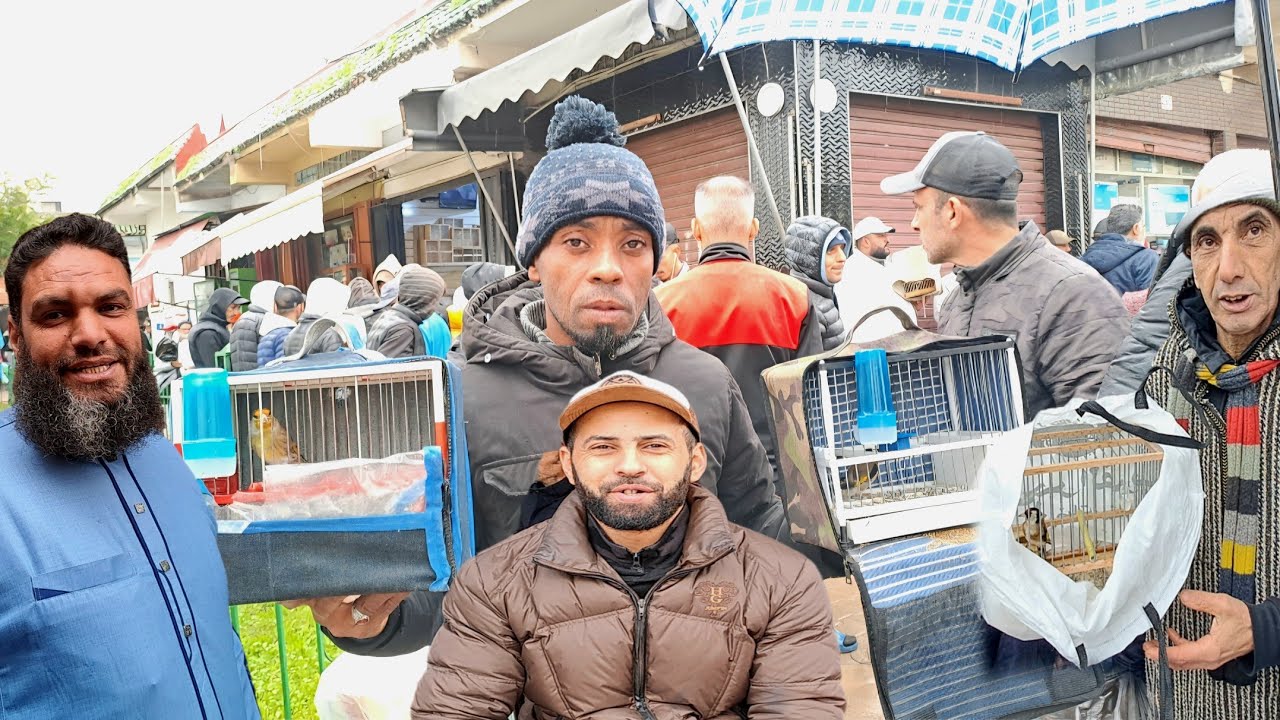 سوق القريعة للطيور والحيوانات بالدار البيضاء 🇲🇦اليوم السبت 2026/1/17 حسون المهاجر الخير موجود