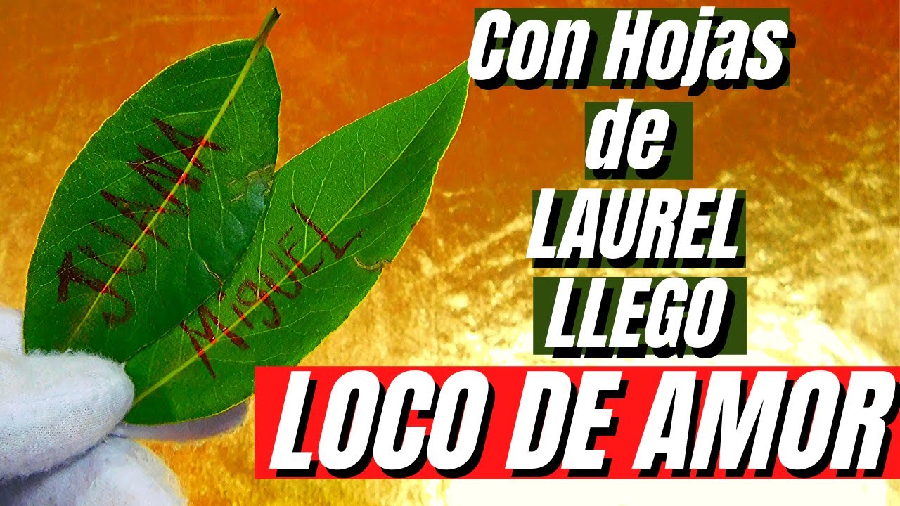 HECHIZO con HOJAS de LAUREL para ENAMORAR, POTENTE SECRETO para ATRAER
