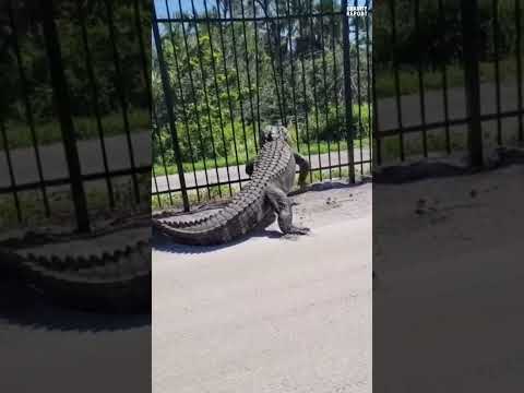 Giant alligator bends metal fence while forcing its way through #viralnews #usnews