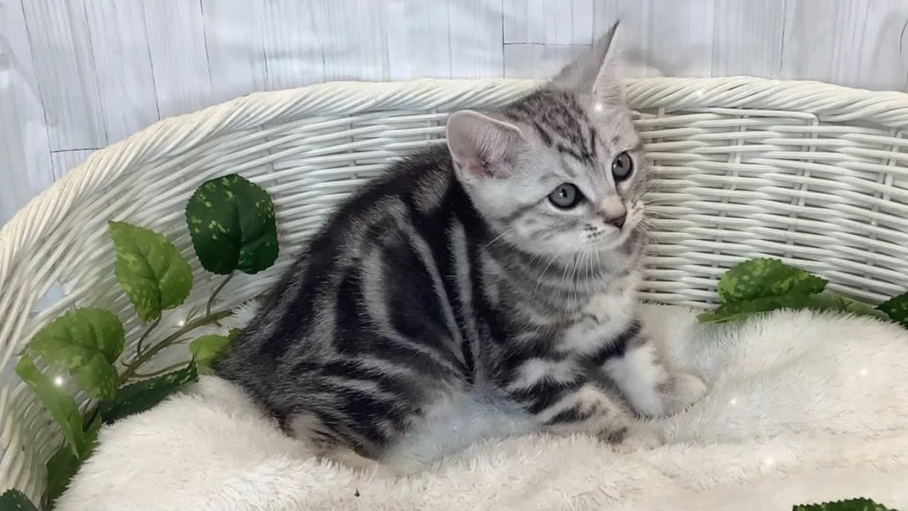 NBCオリジナル アメリカンショートヘア MF NBCオリジナル万年筆