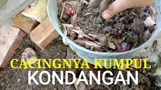 BUDIDAYA CACING TANAH PART 2 MENCARI BIBIT DARI ALAM