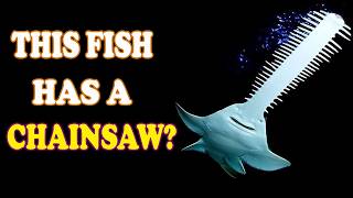 Largetooth Sawfish | With a Chainsaw Nose This Will Shock You! ⚡🐟