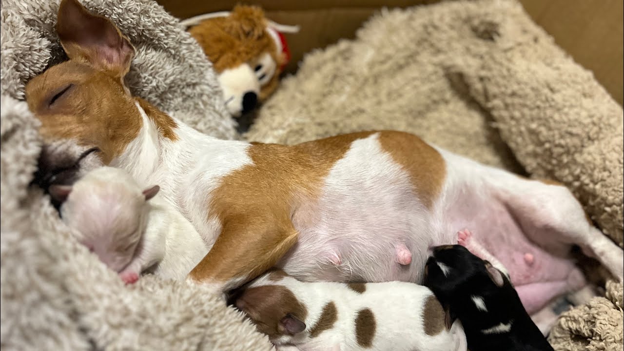 dog-pregnancy-journey-jack-russell-youtube