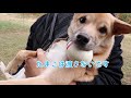 愛犬と大型ドッグランに行ったら大はしゃぎしすぎて可愛すぎた！ボーダーコリーこゆきと元保護犬ハイム