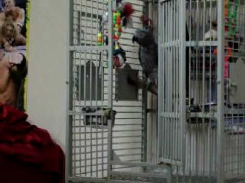 Funny Talking Parrot Funny Talking Parrot