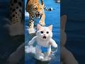 مياو في مطارده مع النمر الغاضب بسبب مرات ابوه شوفوا عمل اي Shortvideo قطط Cat 