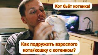 Как подружить взрослого кота/кошку с котенком! Что делать? by DEBORKADER 85,977 views 3 years ago 17 minutes