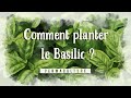 Comment planter son basilic en serre en pot ou extérieur ?