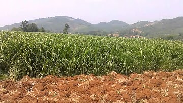 Trồng cỏ Ghine Mombasa Cỏ Sả lá Lớn - xem Cỏ Ghine Mombasa