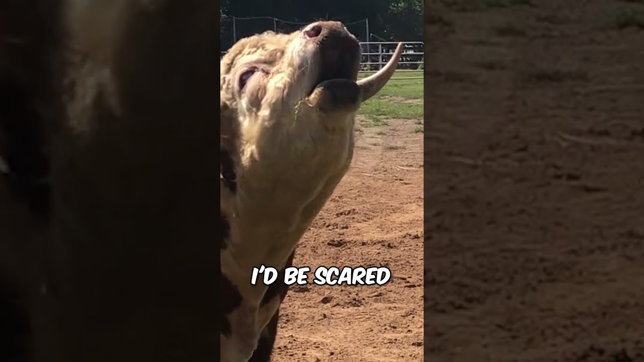 This Bull Got Triggered By Ball 