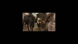 ஆடு ஒன்றுக்கு போனதுக்கு ஒரு சண்டையாடா #moviereview #bollywood #tamil #mrtamilan #movie #like