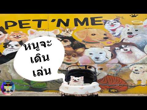 พาหมานับตังค์เดินเล่นที่ Pet Friendly Zone Central Westgate | สุนัขแสนรู้ | ชิวาว่า | MineNonny