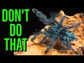 Beginner Tarantula Keeping MISTAKES to AVOID!
