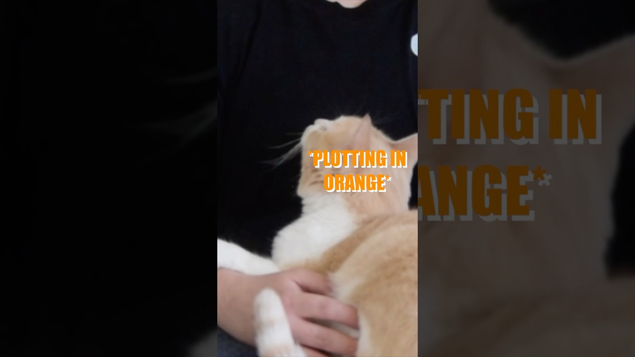 WHY YOU SHOULD NEVER IGNORE AN ORANGE CAT (EXAMPLES) #cat #orangecat #shorts