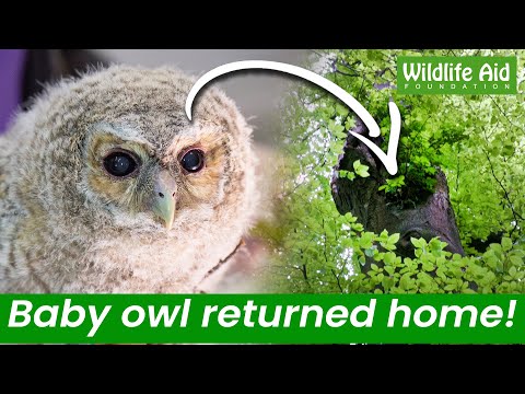 Adorable baby OWL falls from the nest!