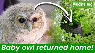 Adorable baby OWL falls from the nest! by Wildlife Aid 54,746 views 10 months ago 3 minutes, 57 seconds