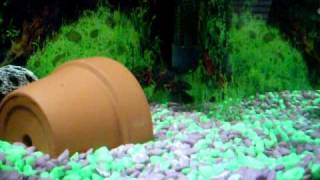 SDC12706.AVI