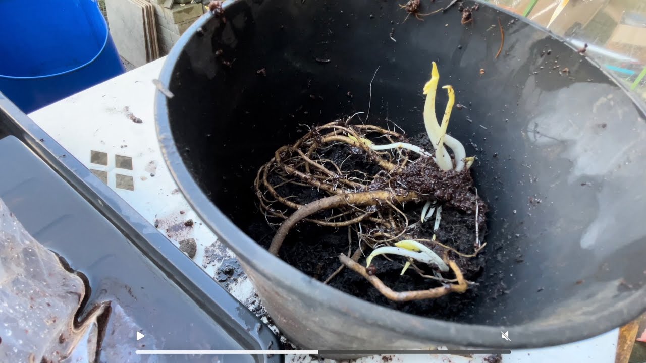 Small north facing garden end of March. Planting bare root plants.