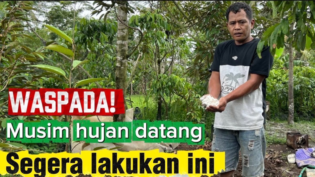 ПРЕЖДЕ ЧЕМ ВЫ ПОЖАЛЕЕТЕ ☝️НАЧИНАЕТСЯ СЕЗОН ДОЖДЕЙ, НЕМЕДЛЕННО СДЕЛАЙТЕ ЭТО СО СВОИМ ДЕРЕВОМ ДУРИАНА