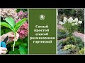 ❀ Самый простой способ размножения гортензии