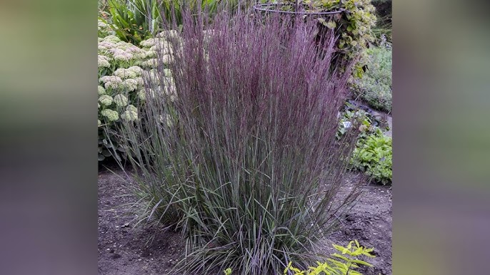 Videoda lateksda jingalak jinsiy aloqa Bobo va buvilar ortasidagi jinsiy aloqa