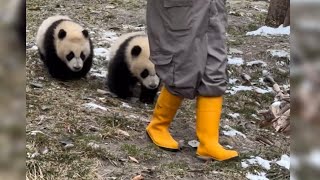 Panda babies drink bowls of milk