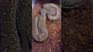 ANGOLAN PYTHONS BREEDING!!! GLAD THIS BOYS GOTTEN TO WORK HE HAS 3 OTHER GIRLS💪🐍