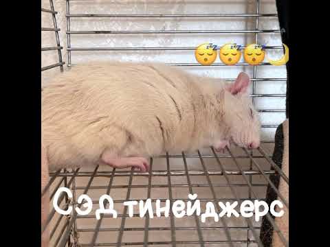 Алёна Швец - Сэд тинейджерс (speed up)