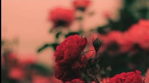 ص(36) سورة البقرة - بصوت القارئ عبد الله أحمد الخلف حفظه الله تعالى ...