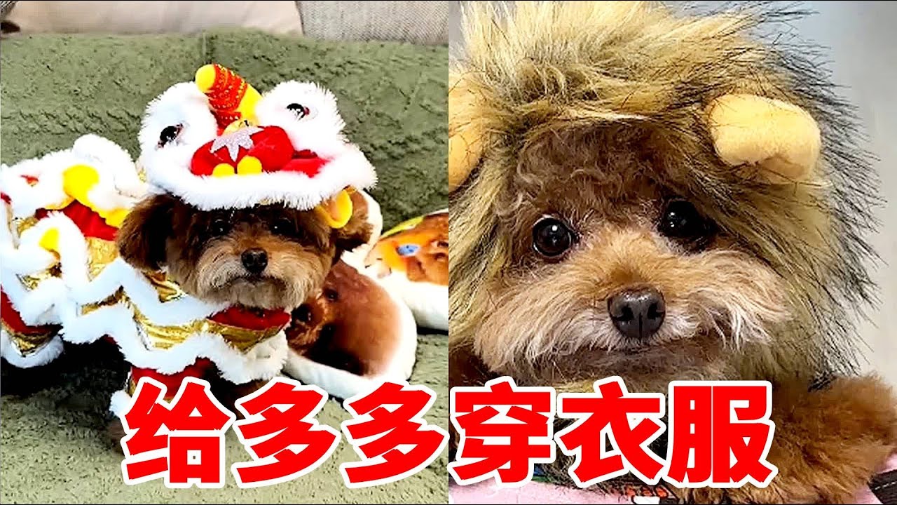 给多多穿衣服,打造最靓的狗狗,多多用表情回答了一切【王多多·PetPalsTV】 - YouTube