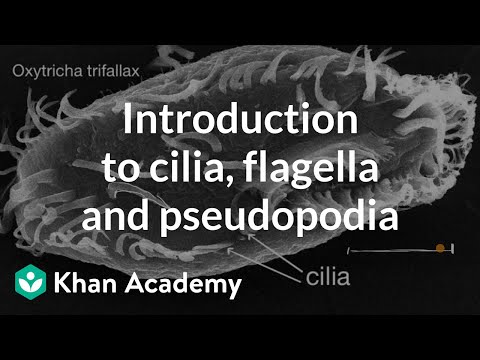 Introduction to cilia, flagella and pseudopodia | Cells | High school biology | Khan Academy