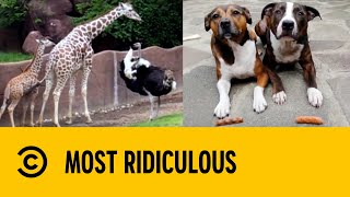 Animals Gone Wild | Most Ridiculous