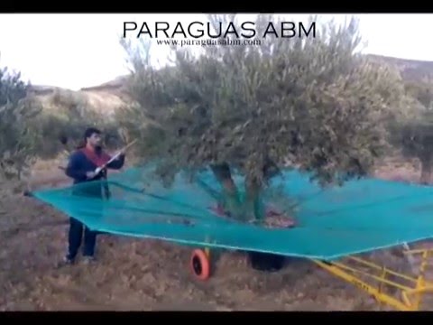 Paraguas manual recolector aceitunas, almendras y pistachos 1 - YouTube