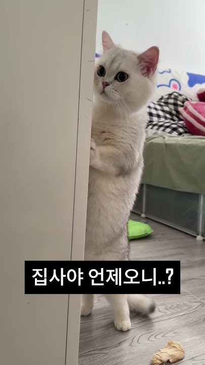 When Will You Come Back A Cat s Love when-will-you-come-back-a-cat-s-love