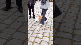 Я королевский корги💕💕💕