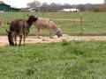 Miniature Donkey KKR Bell Blue