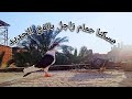 افضل مصيدة لصيد الحمام