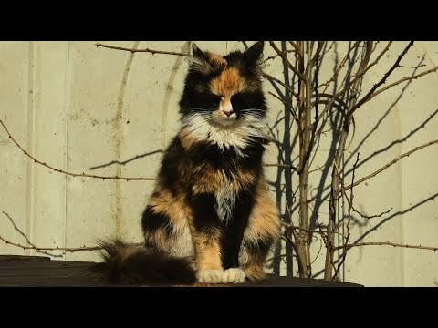 cute-funny-fluffy-kitten-crawled-out-from-under-the-fence