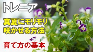 トレニアの育て方 実演 摘芯や切り戻し 花を増やすテクニック Youtube