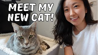 I finally adopted a cat! by Kat & Cats 1,100 views 1 month ago 5 minutes, 3 seconds