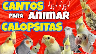 CANTOS Animados para ALEGRAR suas CALOPSITAS [CALOPSITAS CANTANDO]