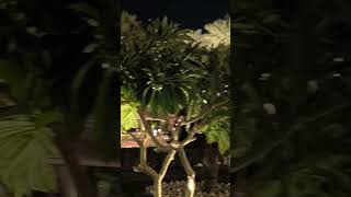 Albatros Aqua Blu Resort Sharm El Sheikh (ex. Albatros Aqua Blu Resort) 4*