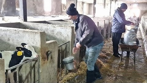 Why Do Calves Need Warm Milk? | The Proper Feeding Method