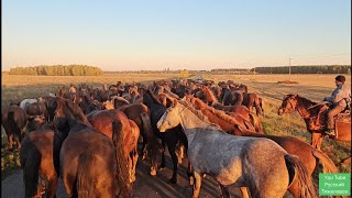 Жеребец Малыш гонит табун.| Пастух потерял плащ, кнут и сломал рёбра.