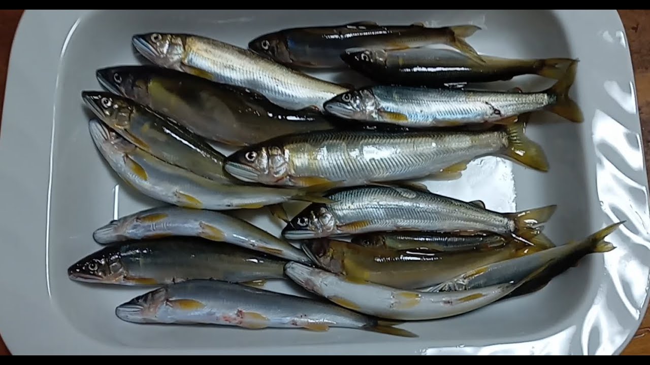 2025年6月9日　長良川鮎ルアー ツ抜け⁉️ 金華橋と忠節橋 　#インターラインロッド　#ベイトフィネス　#鮎イング