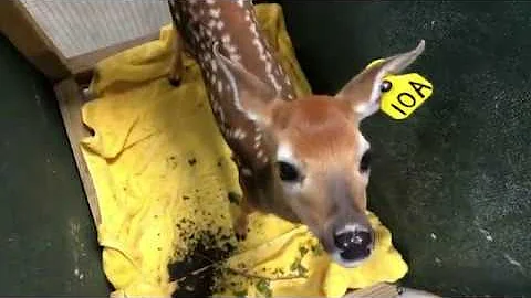 Fawn care 101
