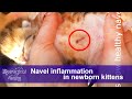Inflammation du nombril chez les chatons nouveauns